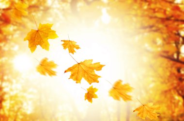 Düşen yaprakları ile sonbahar park