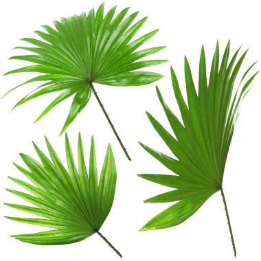 palmiye yaprakları üzerinde beyaz izole