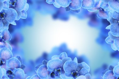 Orkide çiçekleri parlak çerçeve yaptı