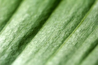 Makro görünümü yaprak