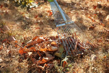 Düşen yapraklar ve komisyon