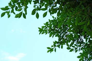 belle foglie fresche