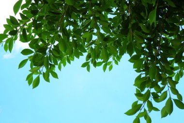 belle foglie fresche