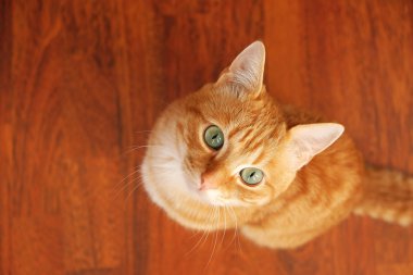 Katta oturan zencefil kedi