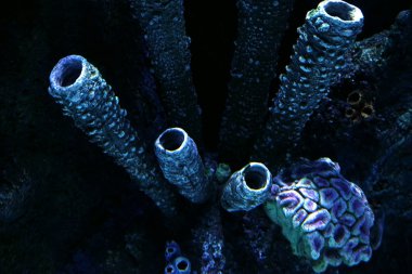 beautiful blue Corals  clipart