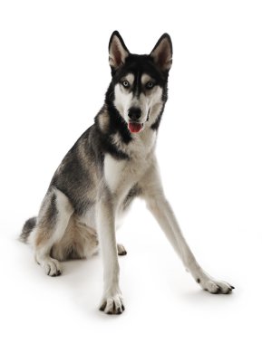 Siberian dış yapraklar oturan