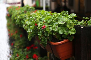 çiçek Caddesi üzerinde tencere