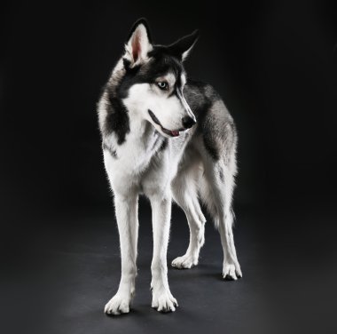 Husky genç kara günü