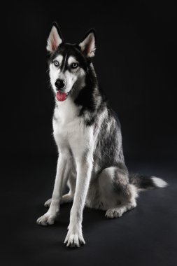 Genç Husky oturma