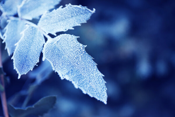 frosty winter leaves