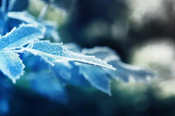 Soğuk kış yaprakları — Stok fotoğraf