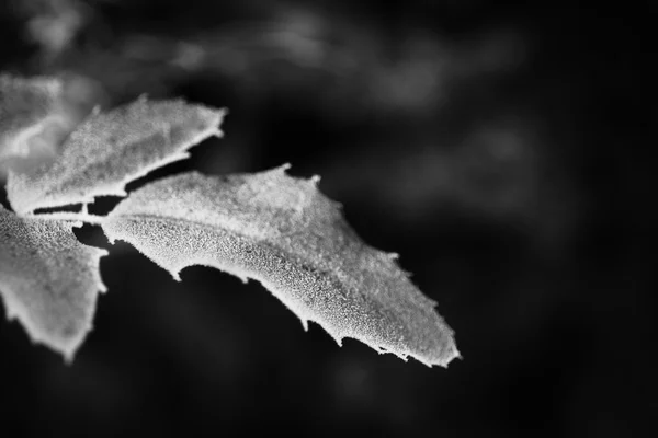 Frostige Winterblätter — Stockfoto