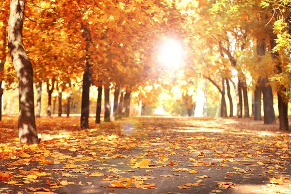 Schöner herbstlicher Park — Stockfoto