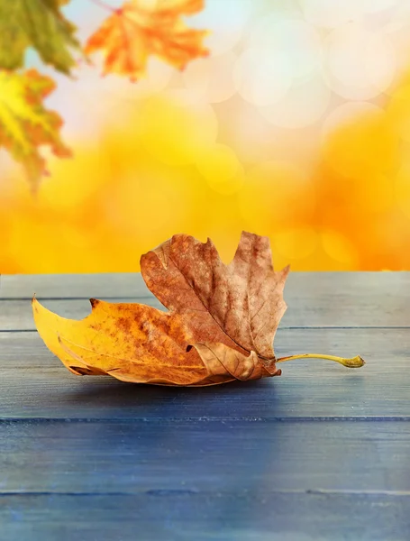 Folha de outono dourada — Fotografia de Stock