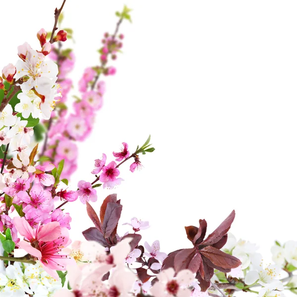 Красивая рамка с цветами — стоковое фото