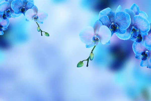 Heller Rahmen aus Orchideenblumen — Stockfoto