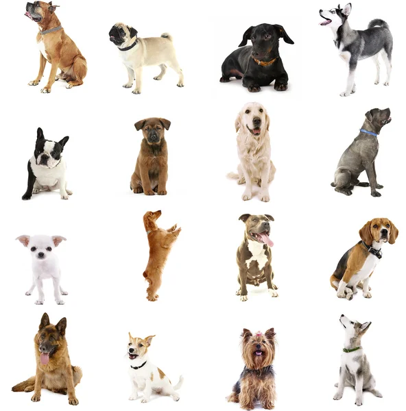 Large group of dog breeds — Stock Photo, Image