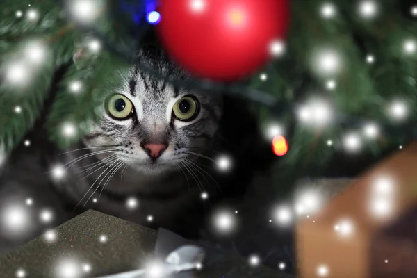 Hermoso gato cerca del árbol de Navidad — Foto de Stock