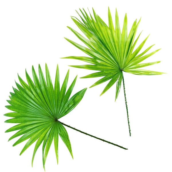 Palmiye yaprakları üzerinde beyaz izole — Stok fotoğraf