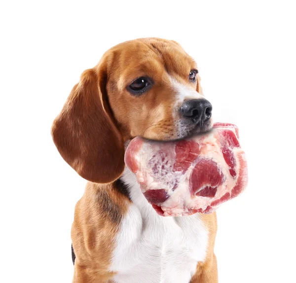 Dog holding raw meat in its mouth — Stock Photo, Image
