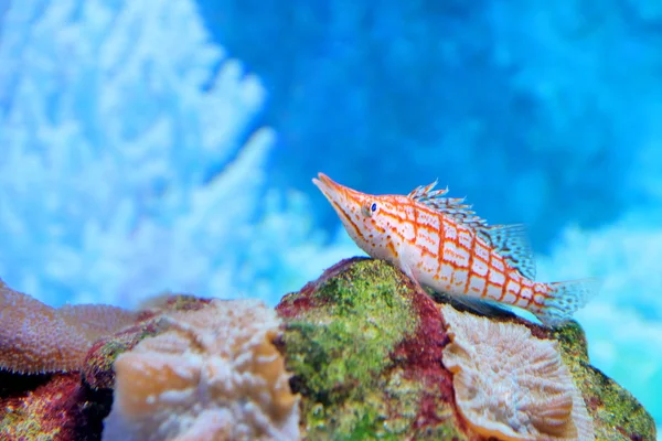 Exotische Fische im Aquarium — Stockfoto