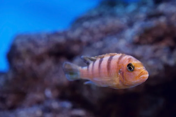 Peces exóticos en un acuario — Foto de Stock