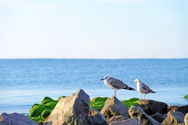 海鸥在岩石的海滩上 — 图库照片