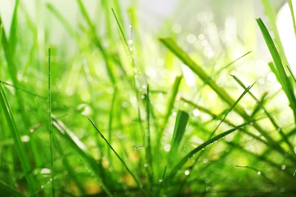 Rugiada su erba verde primo piano — Foto Stock