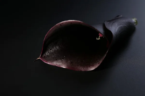 Чорний Калла Ліллі — стокове фото