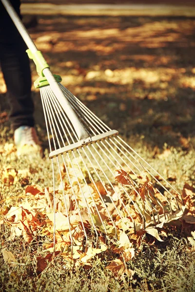 Fallen leaves and rake — Stock Photo, Image