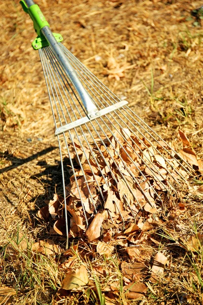 Fallen leaves and rake — Stock Photo, Image