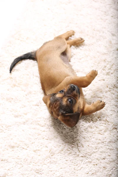 Sevimli köpek halı üzerinde yalan — Stok fotoğraf