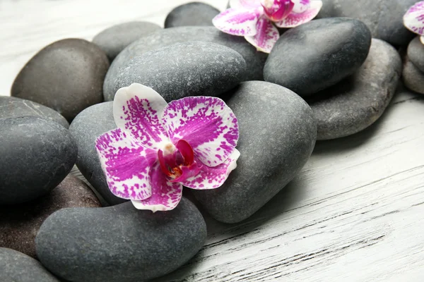 Spa kövek és orchideák — Stock Fotó