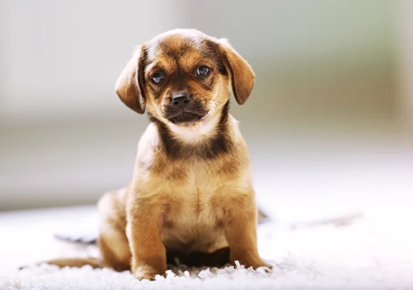 Halı üzerinde şirin köpek yavrusu — Stok fotoğraf