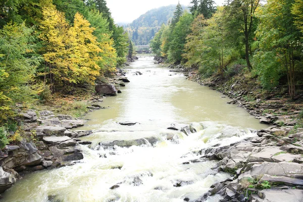 River flowing through forest — Stock Photo, Image