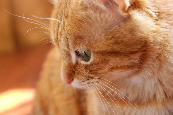 Ginger cat sitting at home — Stock Photo, Image