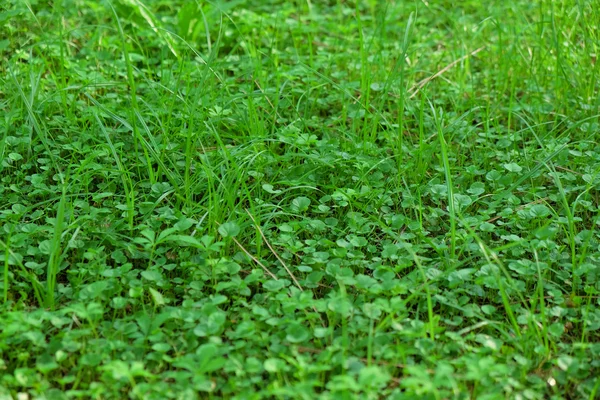Rumput hijau penuh warna — Stok Foto