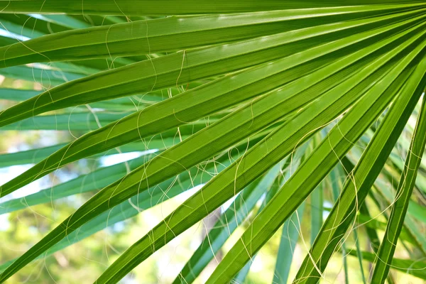 Hojas de palmera primer plano — Foto de Stock