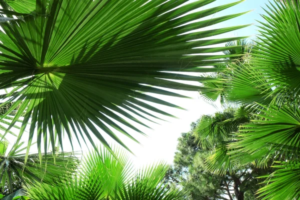 Hermosas hojas de palmera de árbol — Foto de Stock