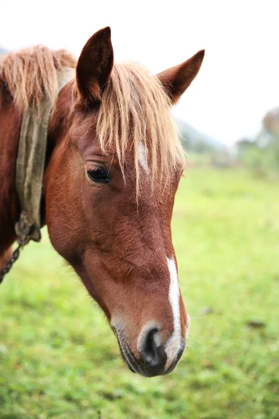 Cavallo al pascolo sul prato — Foto Stock