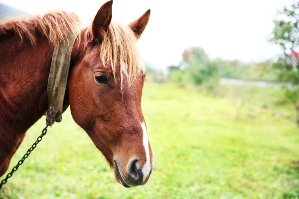 Pferd weidet auf Wiese — Stockfoto