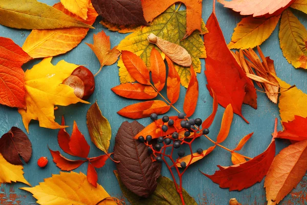 Foglie d'autunno dorate — Foto Stock