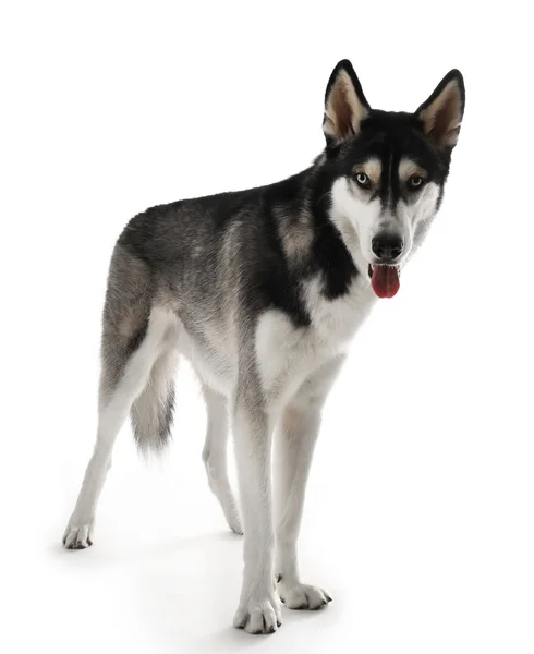 Siberian Husky auf Weiß — Stockfoto