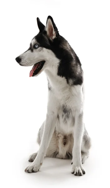 Siedzi Siberian Husky — Zdjęcie stockowe