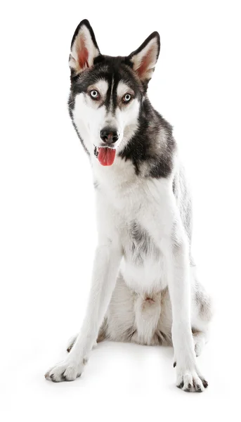 Κάθεται Σιβηρία σκύλος χάσκεϋ — Φωτογραφία Αρχείου