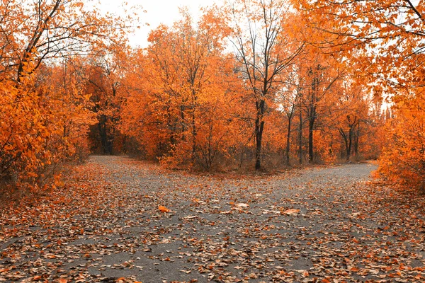 Schöner Herbstpark — Stockfoto