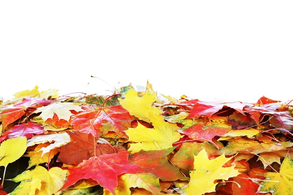 Foglie d'acero autunnale — Foto Stock