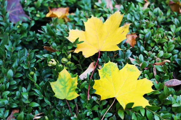 Yellow leaves on green bush — Stock Photo, Image