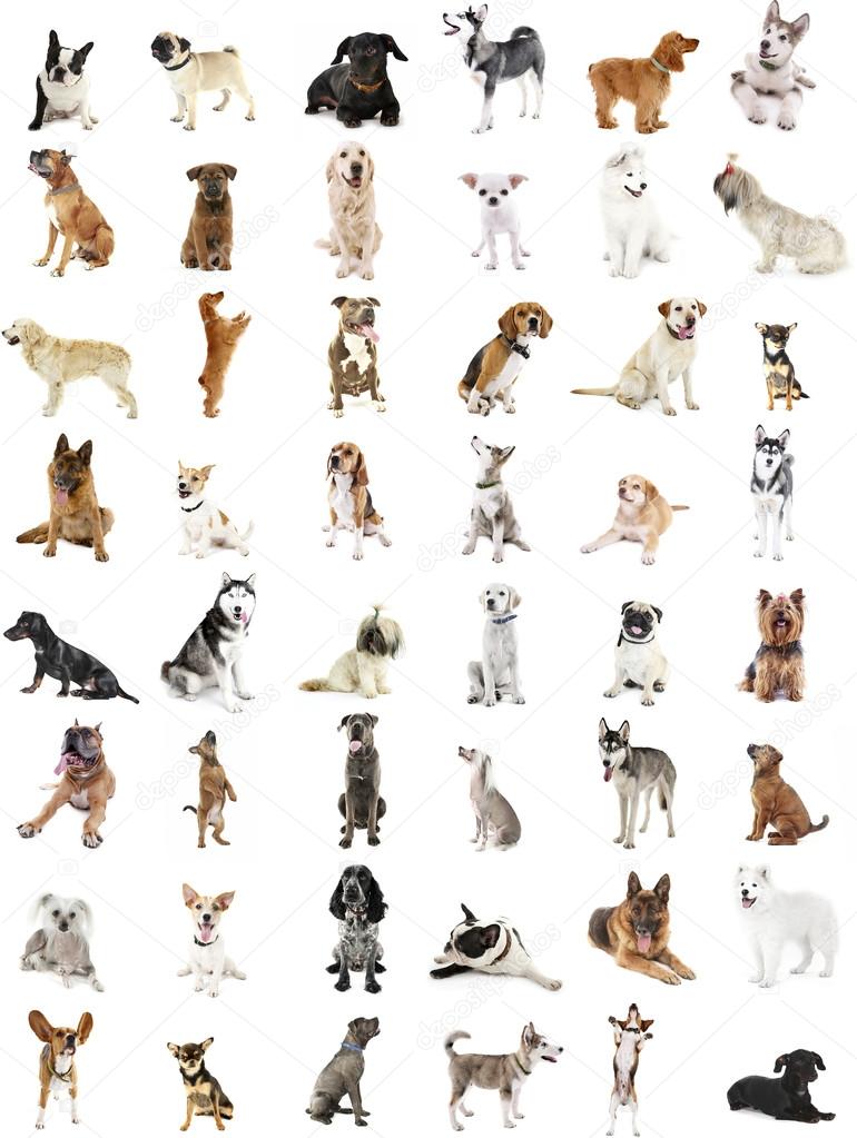 Gran grupo de razas de perros Ilustración de stock #95292762 de ©belchonock, image size:770x1023