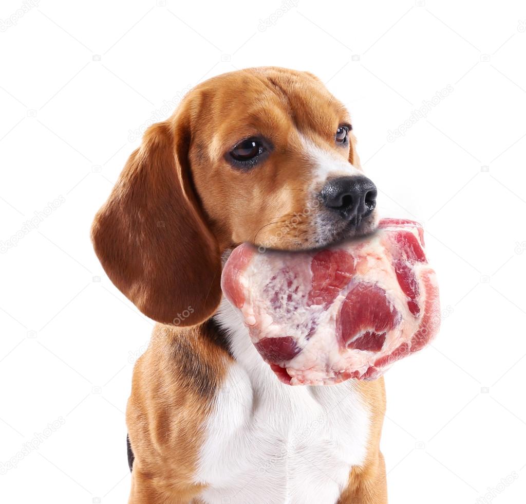 Dog holding raw meat in its mouth